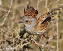 Hedge Accentor