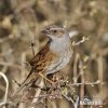 Hedge Accentor