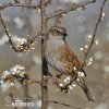 Hedge Accentor