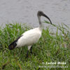 Heilige ibis