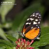 Heliconius hecale