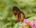 Heliconius melphomene