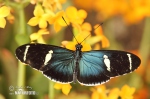 Heliconius sara