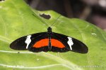 Helioconias sp. Butterfly