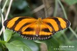 Helioconias sp. Butterfly