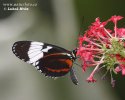 Helioconias sp. Butterfly