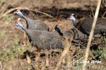 Helmeted Guineafowl