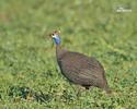 Helmeted Guineafowl