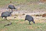 Helmeted Guineafowl