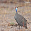 Helmeted Guineafowl