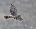 Hen Harrier