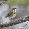 Hermit Thrush