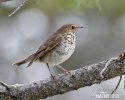 Hermit Thrush