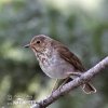 Hermit Thrush