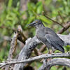 Héron des Galapagos