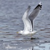 Herring Gull