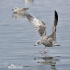 Herring Gull