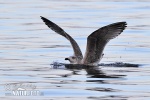 Herring Gull