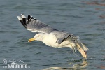 Herring Gull