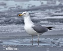 Herring Gull