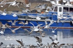 Herring Gull