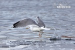 Herring Gull