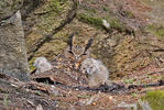 Hibou grand-duc