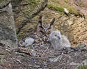 Hibou grand-duc