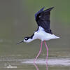 Himantopus mexicanus