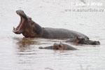 Hipopótamo común