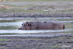 Hippopotamus amphibius