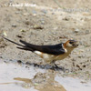 Hirundo daurica