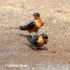 Hirundo semirufa