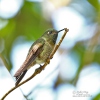 Hoary Puffleg