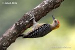 Hoffmann ´s Woodpecker