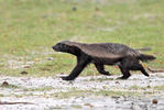 Honey badger