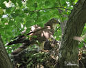 Honey Buzzard