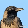 Hooded Crow