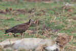 Hooded Vulture