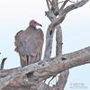 Hooded Vulture