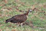 Hooded Vulture