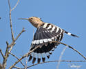 Hoopoe