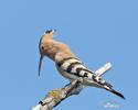 Hoopoe