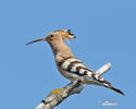 Hoopoe