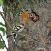 Hoopoe