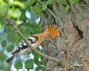 Hoopoe