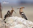 Hoopoe