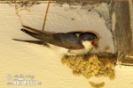 House Martin