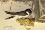 House Martin