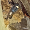 House Martin